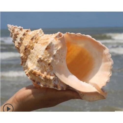 8-9CM MEDITERRANEAN STYLE HOME DECORATION NATURAL CONCH SHELL DOUBLE-SIDED SEASHELL HOME FISH TANK ACCESSORIES AQUARIUM DECOR