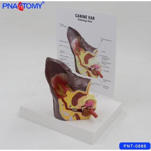 Canine Ear Model Dog Ear Anatomy Model with Card and Base Animal Anatomical Model Medical Gift Life Size Hospital Used
