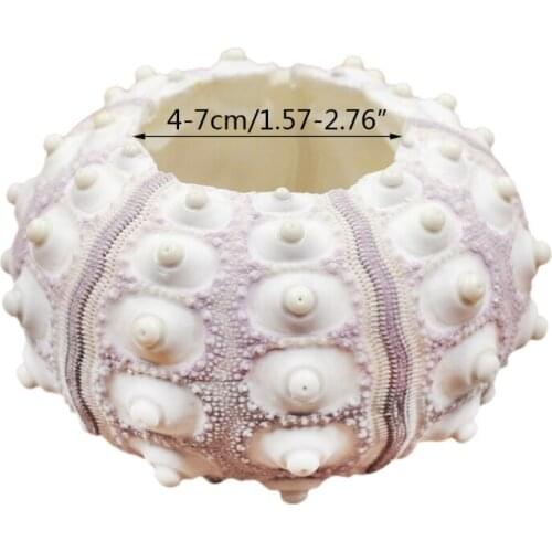 Air Plants Sea Urchin Tabletop Tillandsia Holder Miniature Gardening Decorations