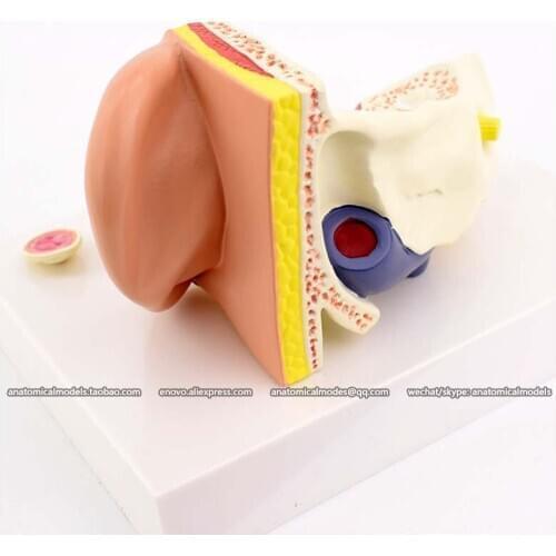 12519-1/CMAM Models of common ear diseases, Human Organs Anatomy for study