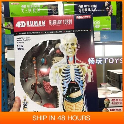 4D MASTER 8 Inches Transparent Torso Anatomy Model Educational Toy DIY Gift School Teaching Tool Demonstration Human Body