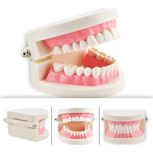 Dental Teeth Model Dentist student Model for Teaching Dentistry Material Dentist Tools Dental Lab Model