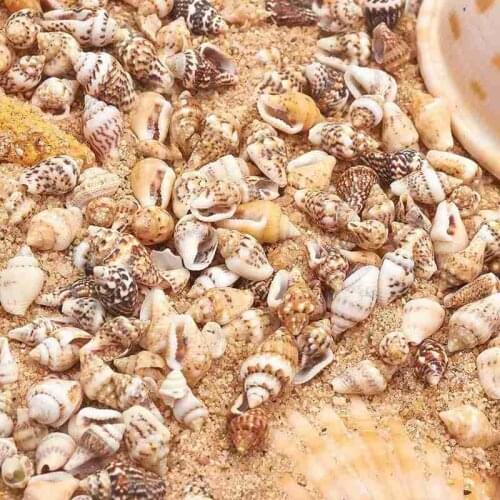 About 100Pcs/Box Natural Conch Shells Mini Conch Corn Screw Wall Decoration DIY Aquarium Landscape Seashells Crafts/party Decor
