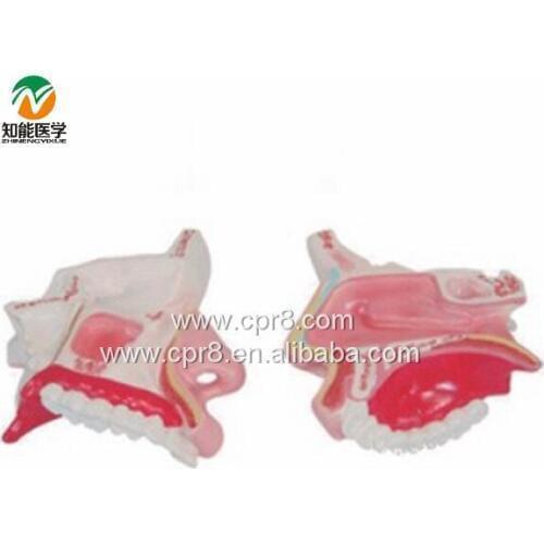 BIX-A1051 The Nasal Anatomy Model G015