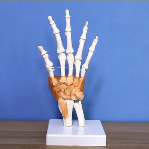 Hand Joint with Ligament Model Anatomical Skeleton Human Anatomy Study Tool Life Size Medical Teaching Props