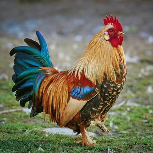 5d diy New generation full diamond embroidery diamond cross stitch crystal sets decorative animal scarlet Rooster under the tree