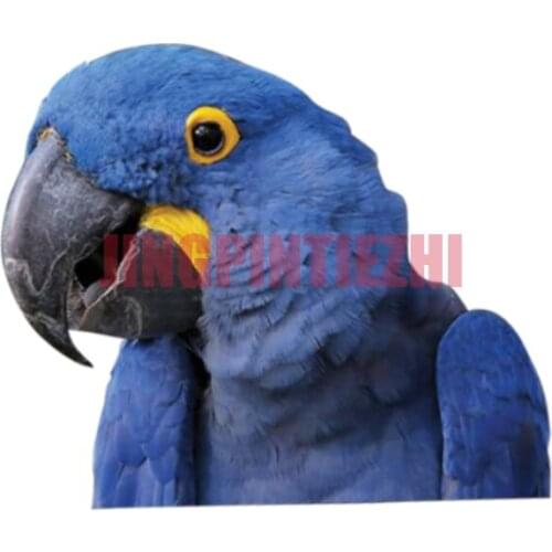 Car Stickers Vinyl Motorcycle Decal Car Window Body Decorative Hyazinth-Ara Window Personality Car Stickers