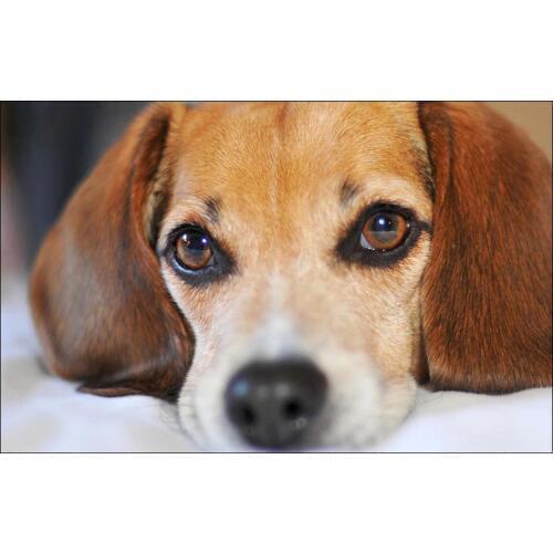 DIY diamond painting animal white cat head fruit diamond embroidery cat face plant diamond Mosaic cat head flower home decor