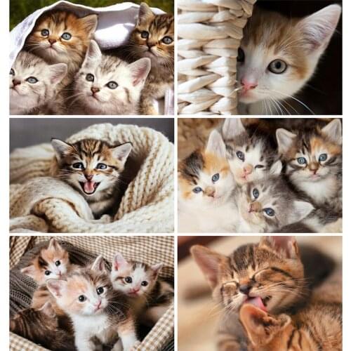 MomoArt 5D DIY Diamond Painting Cat Full Square Diamond Embroidery Animal Rhinestone Picture Home Decorations