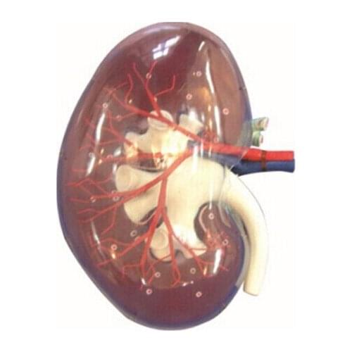 Kidney Renal artery distribution and coronal section model Transparent kidney anatomy model