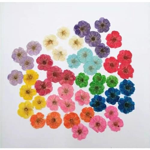 60pcs Pressed Dried Plum Blossom Flower Plant Herbarium For Jewelry Photo Frame Phone Case Bookmark Making DIY