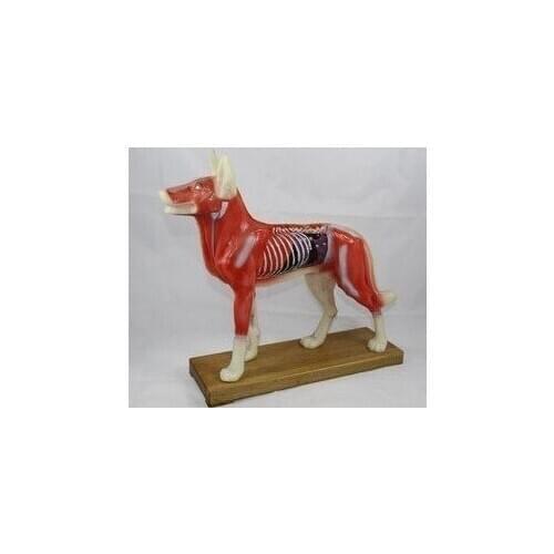 Dog Body Acupuncture Model / Dog Model / Canine Body Acupuncture Model