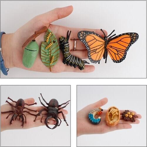 Life Cycle Insect model Figures Toys Frogs Model Action Figures Simulation Hatchery Cycle Tadpole Wild Animals Educational Toys