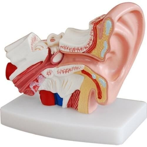 1.5 Times Life Size Human Ear Anatomy Model Medical Props Model Organ Medical Teaching Supplies Professional