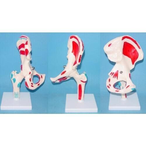 Natural large colored muscle hip skeleton model Skeleton human bone human body teaching one pc
