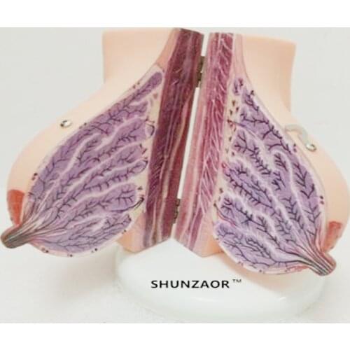 Human Female lactating breasts anatomical anatomy model Beauty Training Teaching tools Medical gift