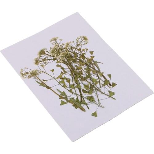 12 Pieces Natural Pressed Dried Flowers DIY Photo Frame Phone Case Material