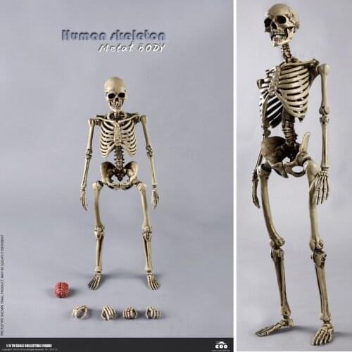 COOMODEL 1/6 BS011 Skeleton Highly Movable Body Full Metal Alloy Material Spot Toy