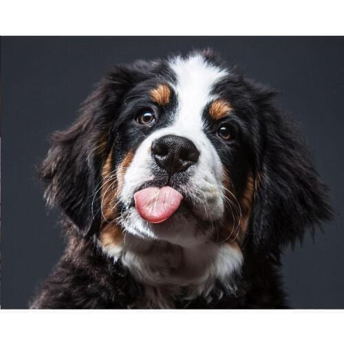 Mosaic 5d full laid Diamond painting New embroidery Puppy Bernese Mountain Dog Animal beads cross stitch handwork animal kits