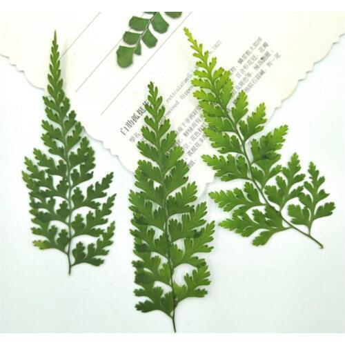 100pcs Pressed Dried Pteris Cretica L. Leaves Plant Herbarium For Jewelry Postcard Invitation Card Phone Case Bookmark DIY