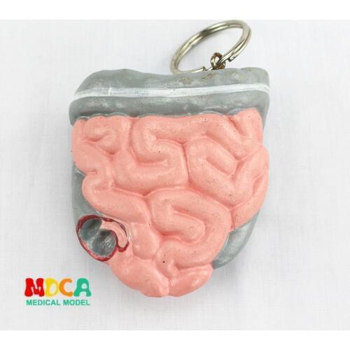 Human stomach Keychain ornament gift pendant key buckle human.organ anatomy medical teaching toy YSK026