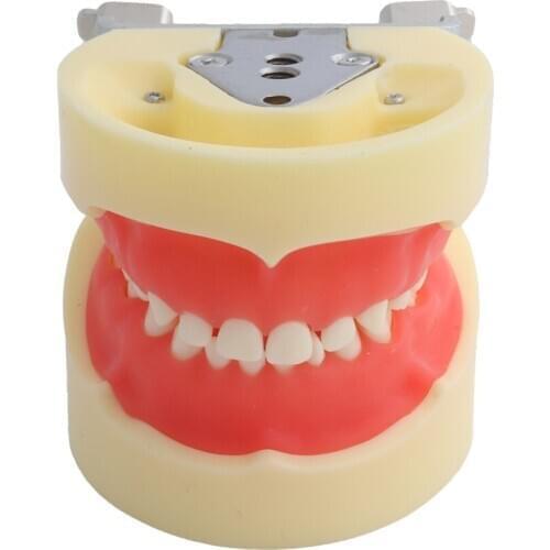 Dental Teaching Model Teeth Model Standard Model for Children with 24pcs Screw-in Teeths Demonstration Soft Gum