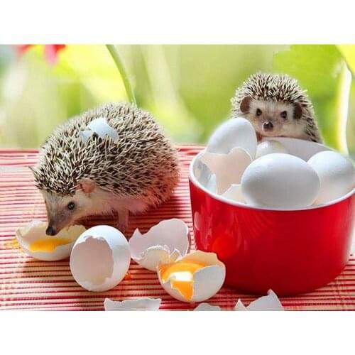 Kexinzu Full Square/Round Drill 5D DIY Diamond Painting "Egg Hedgehog" Embroidery Cross Stitch 5D Home Decor T164