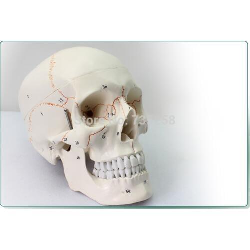 Human skull model,Senior 1:1 skull model