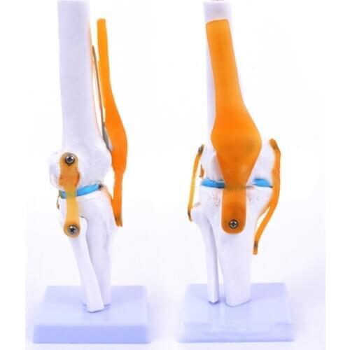 1pcs Anatomical Human Knee Joint Model Tabletop Life Size Flexible Skeleton Model Learning Teaching with Ligaments Model