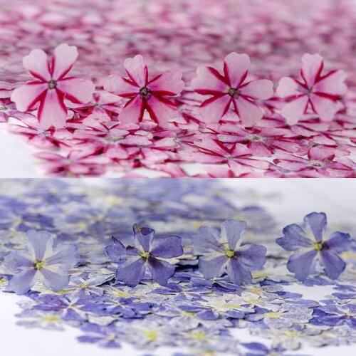60pcs Pressed Dried Flower Verbena hybrida Voss Herbarium For Epoxy Resin Jewelry Bookmark Phone Case Makeup Nail Art Craft DIY