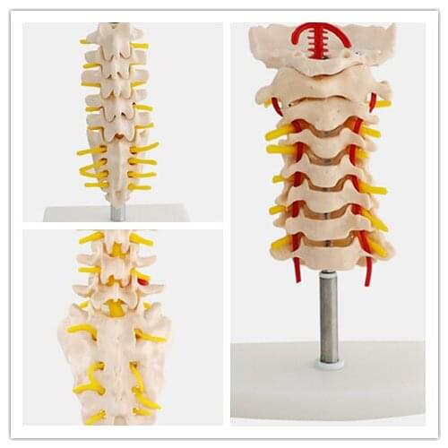 Medical Skeleton Model Medical Model Spinal Column Model Cervical Vertebra Model Classroom Supplies Medical Supplies