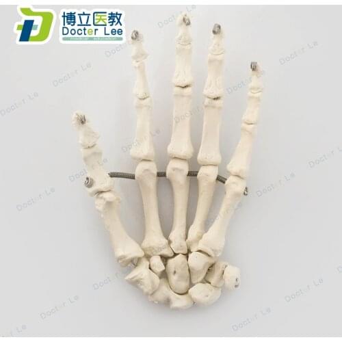 Doctor Lee Anatomical Models
