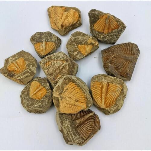 Natural Trilobite Worms Tail Fossil Specimen Ancient marine life coronocephalus fossil collection teaching stone decoration