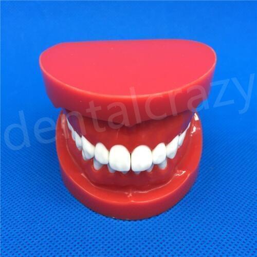 Dental Teach Study Model Adult Standard Typodont Demonstration Teeth Model 7004