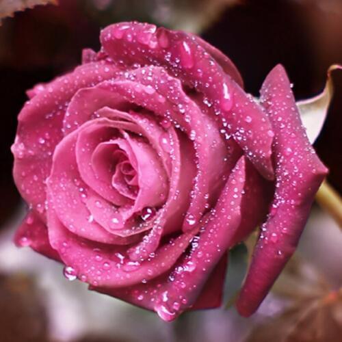 New Arrival Sale Flowers 5D DIY Diamond Painting Pink Rose Cross Stitch Mosaic Diamond Embroidery Rhinestone Room Decor Gift