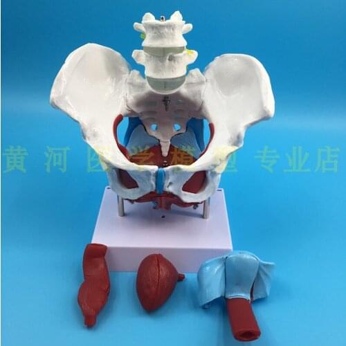 Female Pelvic and pelvic floor muscle model Teaching Pelvis structure model with spine