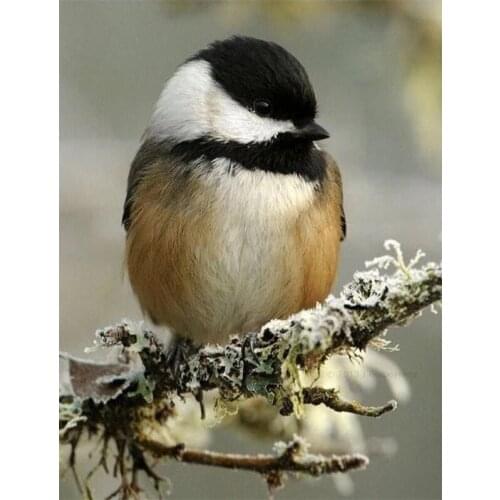 Full square/round drill 5d diamond painting sparrow cross stitch DIY diamond embroidery bird rhinestone mosaic Home Decor P1032