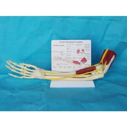 1:1 Life Size Anatomy Limb Muscle Arm Joint Ligament Function Model Bone Skeleton Medical Teaching Human Skeleton Toy