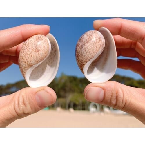 Natural Shell Conch Tai Chi Conch Fish Tank Landscaping Aquarium Decoration Shooting Props Mediterranean Style Decoration