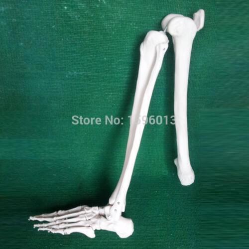 HOT Life-Size Lower Extremity Model, lower limbs model, leg Joint Model