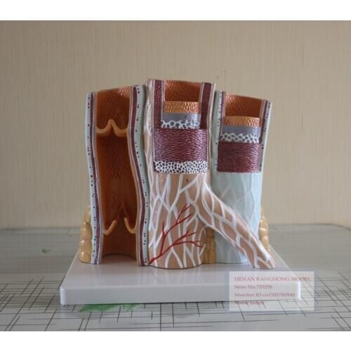 Arteriovenous Structure Model,Arterial And Venous Anatomy Model,Vascular Model