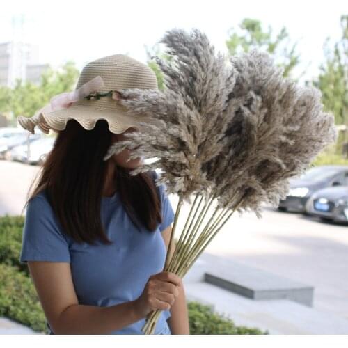 10 Pcs/Lot Natural Pampas Grass Phragmites Decor Real Dried Flowers for Home Decoration Fluffy Elegant Mariage Wedding Supplies