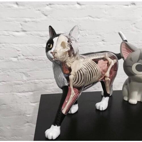 3d assembled cat anatomy model cat eudcational toy model 28 parts