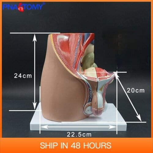1:1 Life Size Male Pelvis Cavity Model Reproductive System Anatomical Medical Teaching Tool Educational Equipment Anatomy