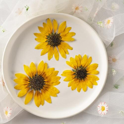 100pcs Pressed Dried Flower Mini Sunflower Plant Herbarium For Jewelry Postcard Invitation Card Phone Case Bookmark DIY