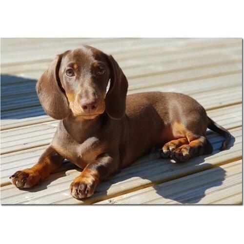 Full Round Drill New Diamond Painting Dachshund Puppy 5D DIY Mosaic Embroidery animal Dog Cross Stitch home decor gifts P120