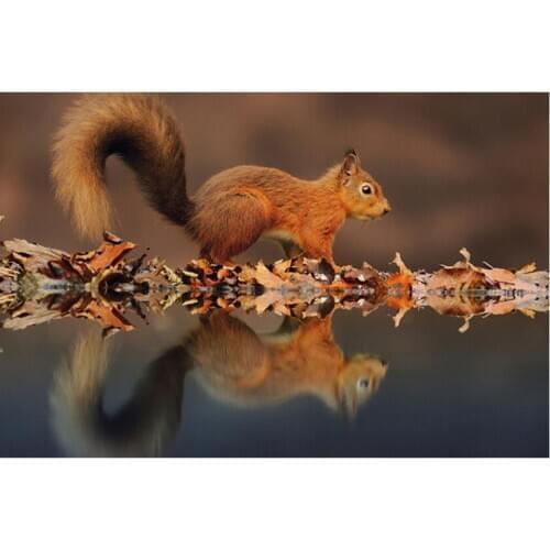 Lake diamond mosaic painting squirrel full rhinestone embroidery animal diamond art drawing picture puzzle wall paper home decor
