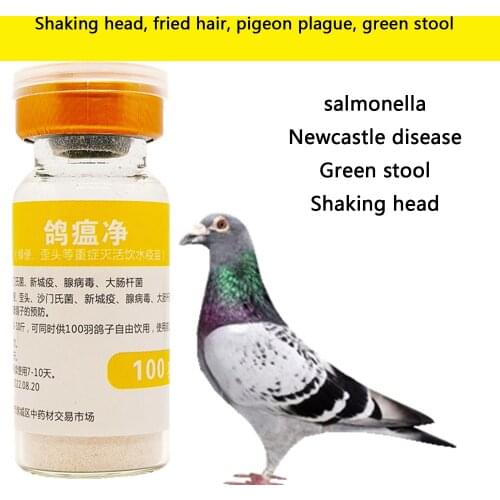 Pigeons shake their heads and fry their hairs, tilt their heads and green stools without energy, 100 birds per bottle