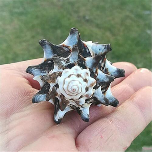 Natural conch shell snail aquarium fish tank landscaping window design home collection seashells sea decoration