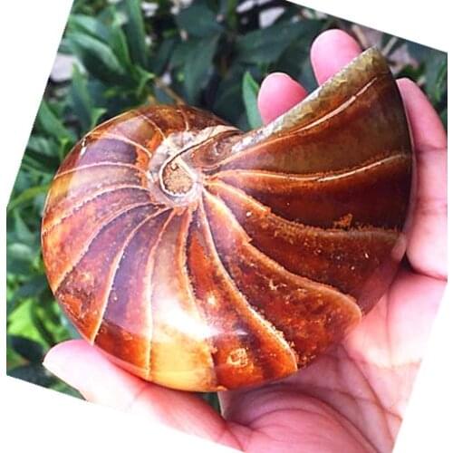 352Natural Ammonite Nautilus Shell Jurrassic Fossil Specimen Madagascar Quartz crystal